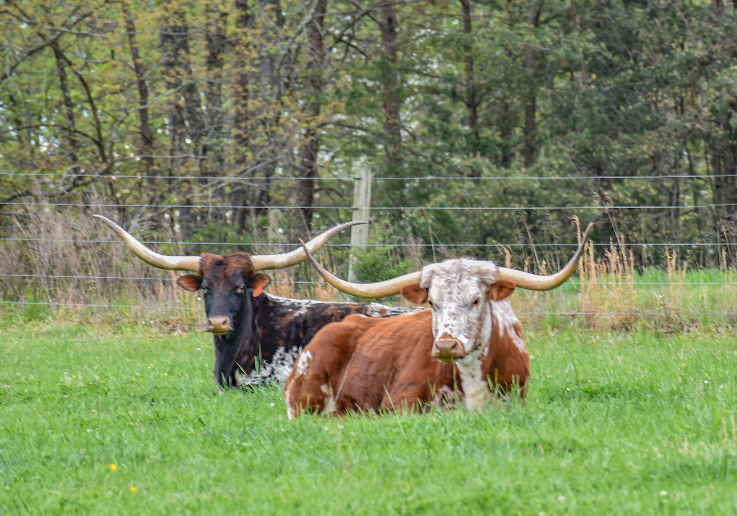 Twin Cedar Cattle Company Raising Texas Longhorns